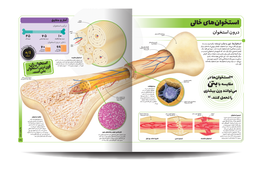 طرح جابر در مورد استخوان و آناتومی