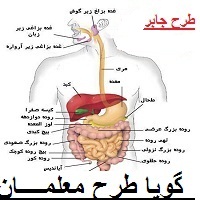 طرح جابر ساختار و آناتومی بدن انسان